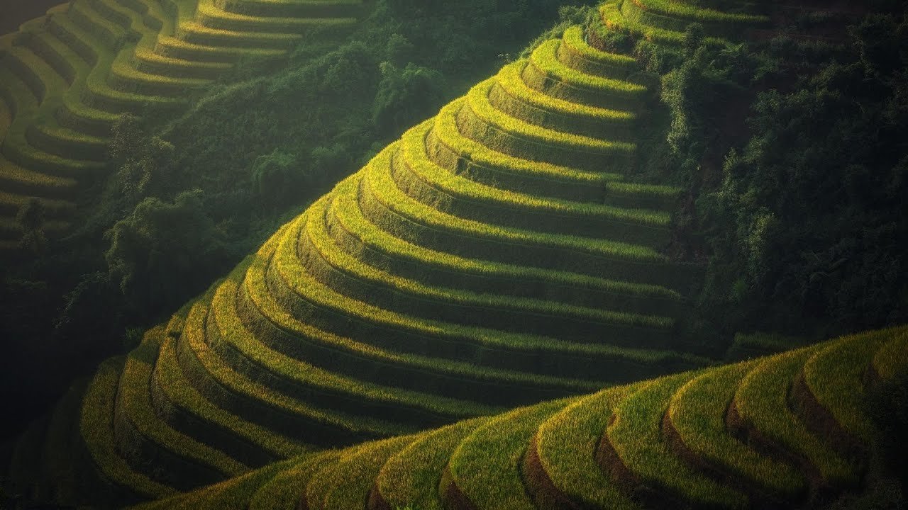 Canggu Rice Terraces