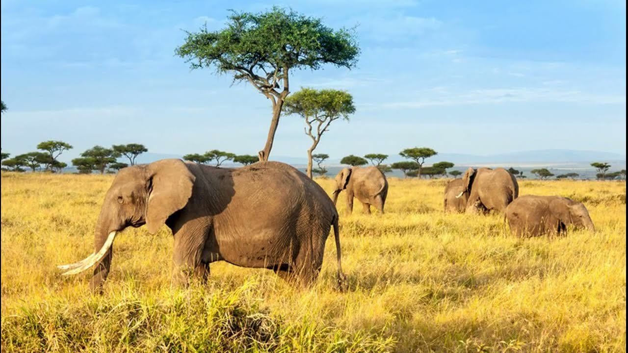 Masai Mara