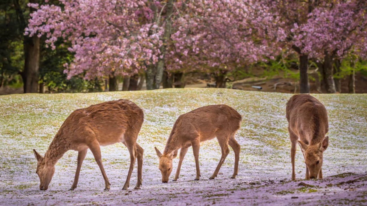 Nara Deer Park