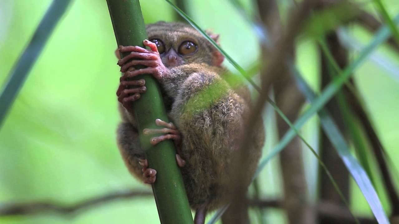 Tangkoko National Park