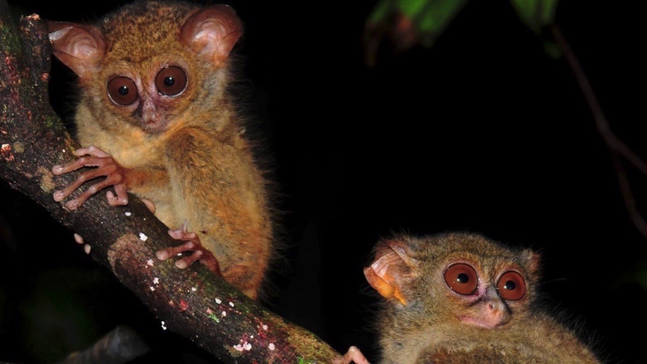 Tangkoko National Park