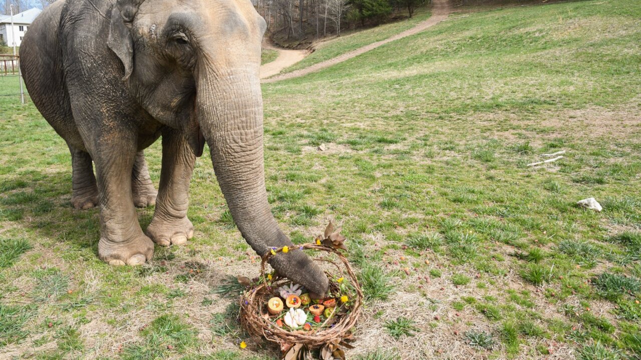 Mason Elephant Sanctuary Bali