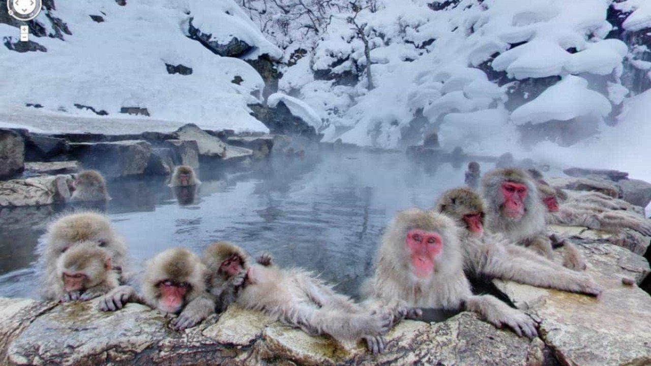 Jigokudani Monkey Park