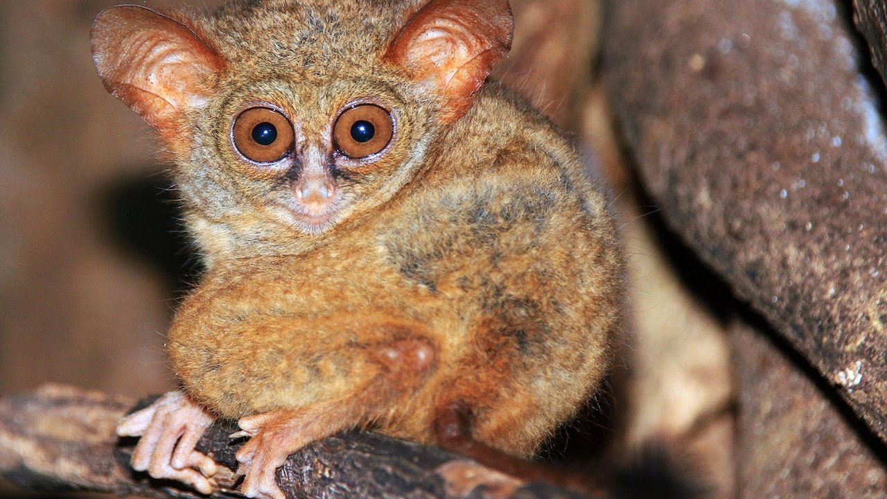 Tangkoko National Park