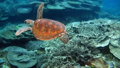 the Great Barrier Reef