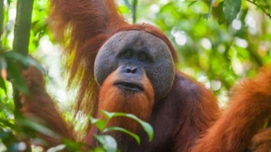 Bukit Lawang Sumatran Orangutan Jungle Trekking