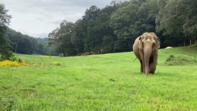 Mason Elephant Sanctuary Bali