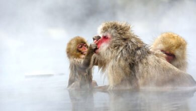 Jigokudani Monkey Park